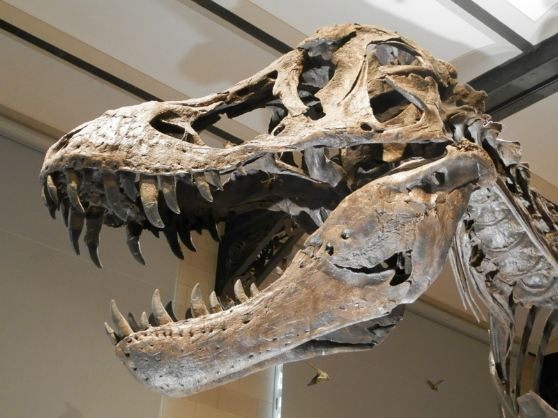 Kopf eines Tyrannosaurus Rex (T-Rex) Skelettes