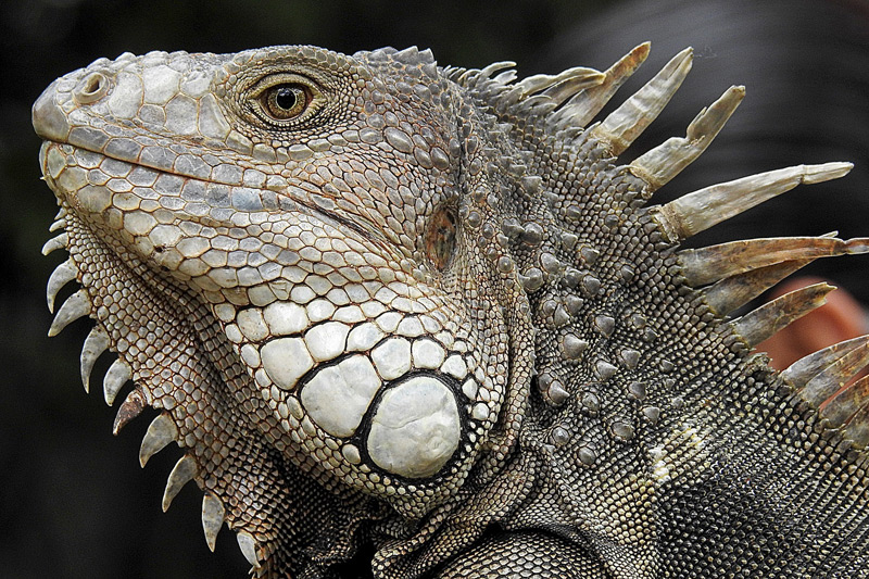 Portrait of an iguana